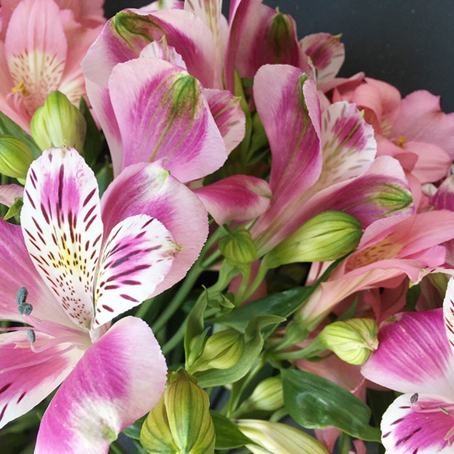 Alstroemeria.jpg