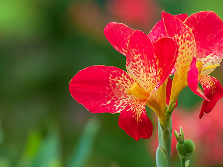 CHOISISSEZ LES PLANTES A BULBES QUI FLEURIRONT CET ETE