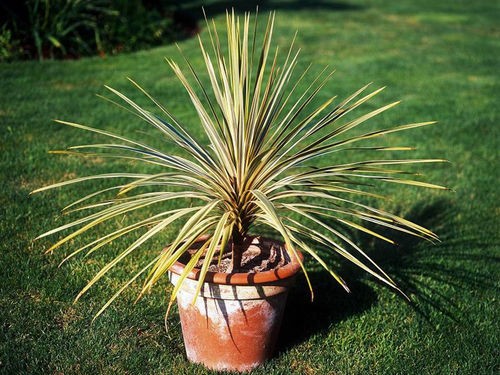 CRÉER UN JARDIN EXOTIQUE