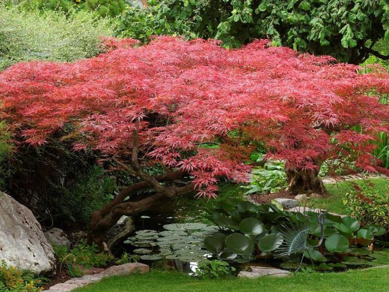 ACER palmatum DISSECTUM GARNET