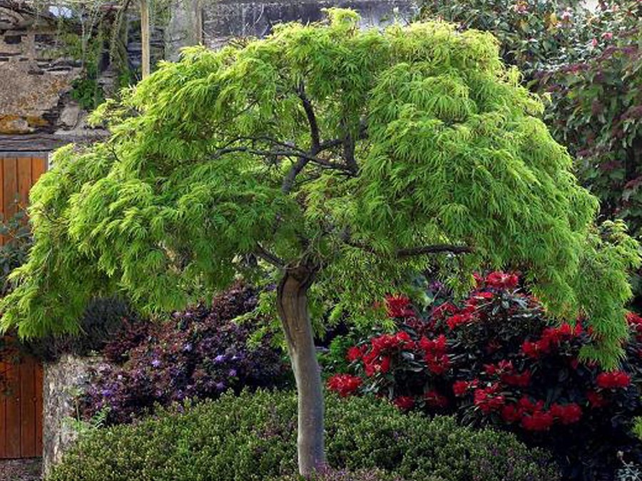 ACER palmatum DISSECTUM