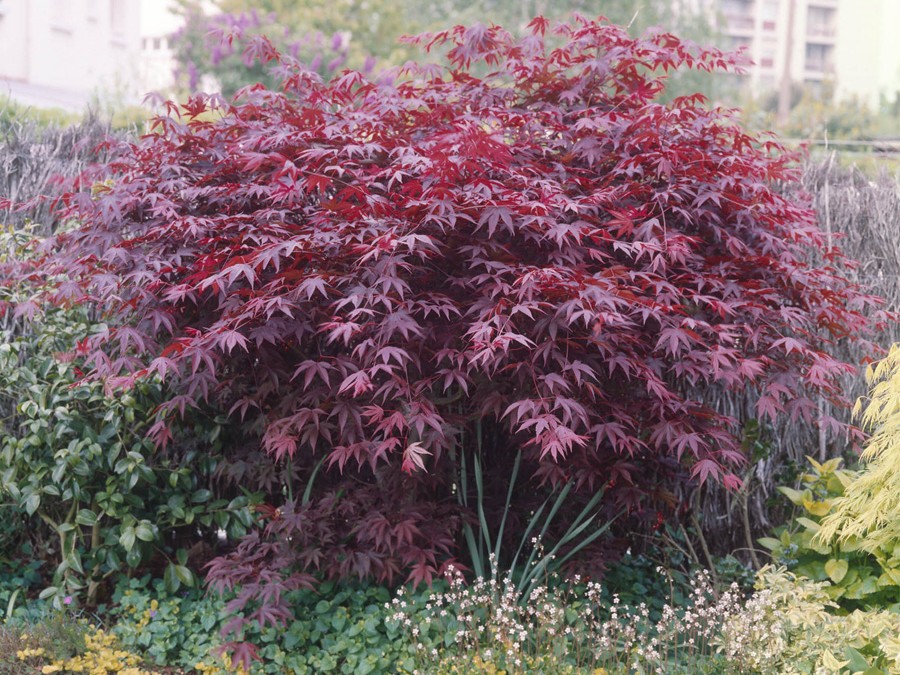 ACER palmatum BLOODGOOD