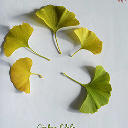 Ginkgo biloba