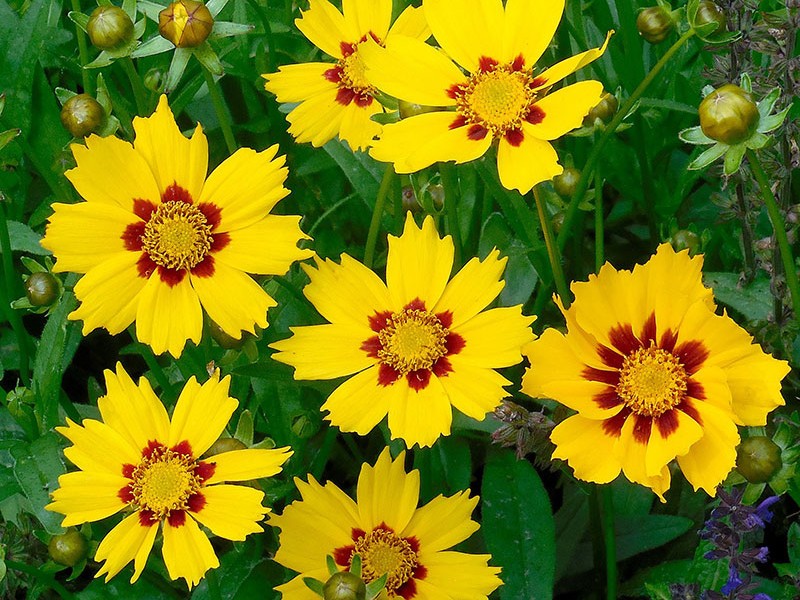 Coreopsis