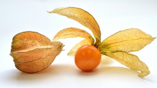 Physalis