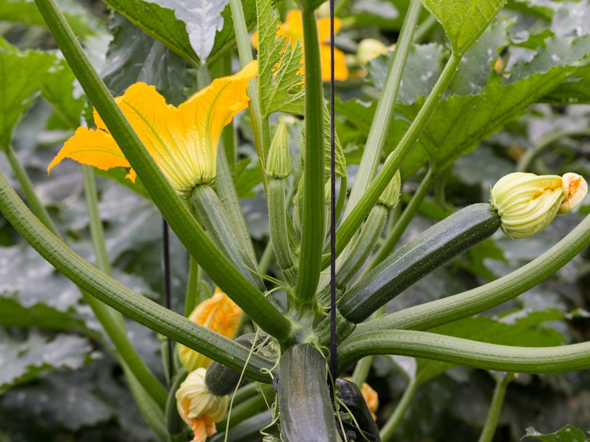 courgettes