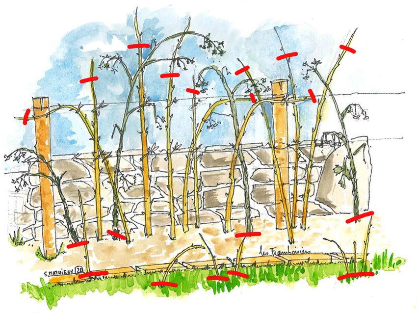 taille framboisiers