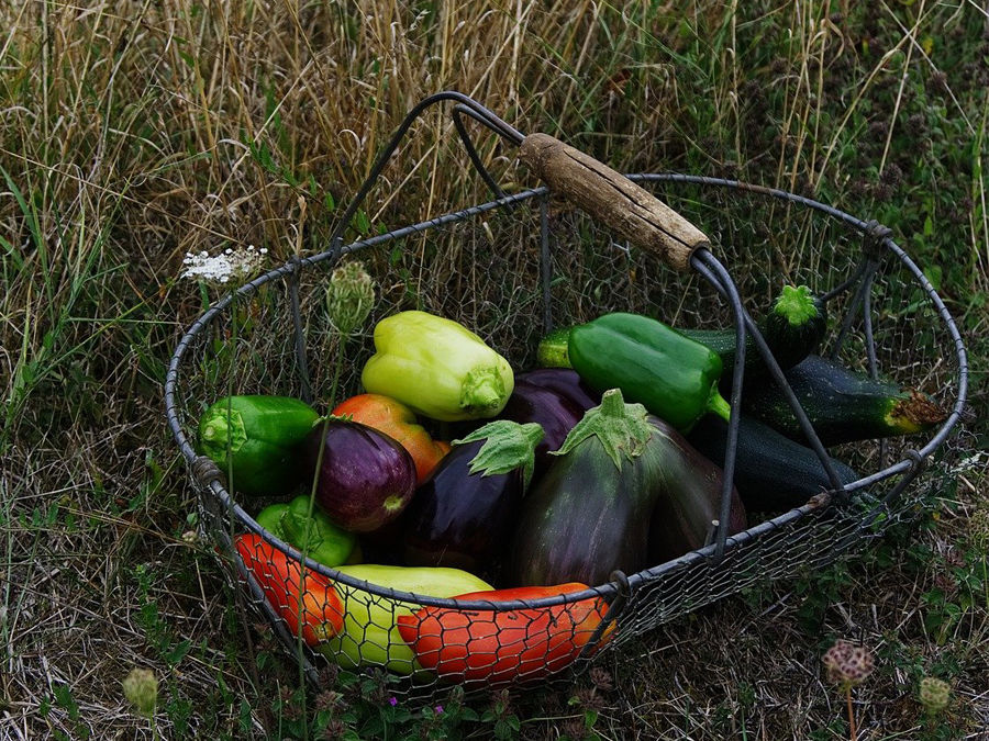 PLANTEZ DES LEGUMES POUR LA RATATOUILLE DANS VOTRE POTAGER