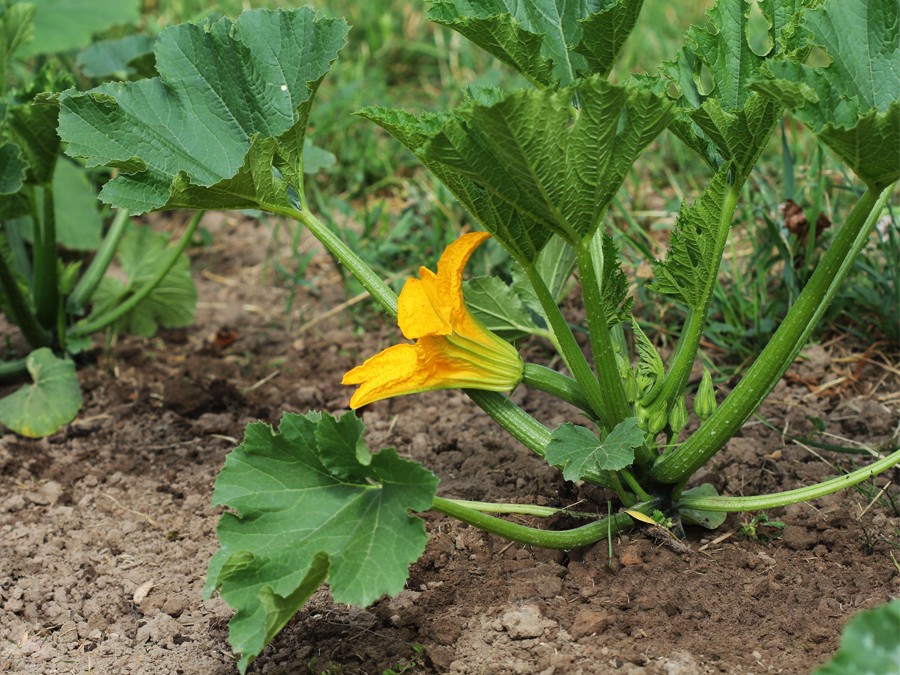 Plantation de courgette