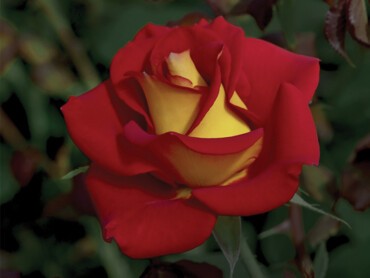 ROSA KETCHUP & MUSTARD® 'Wekzazette'