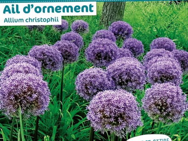 Ail d'ornement Allium christophii