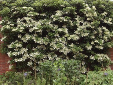 Hortensia grimpant contre un mur exposé au nord