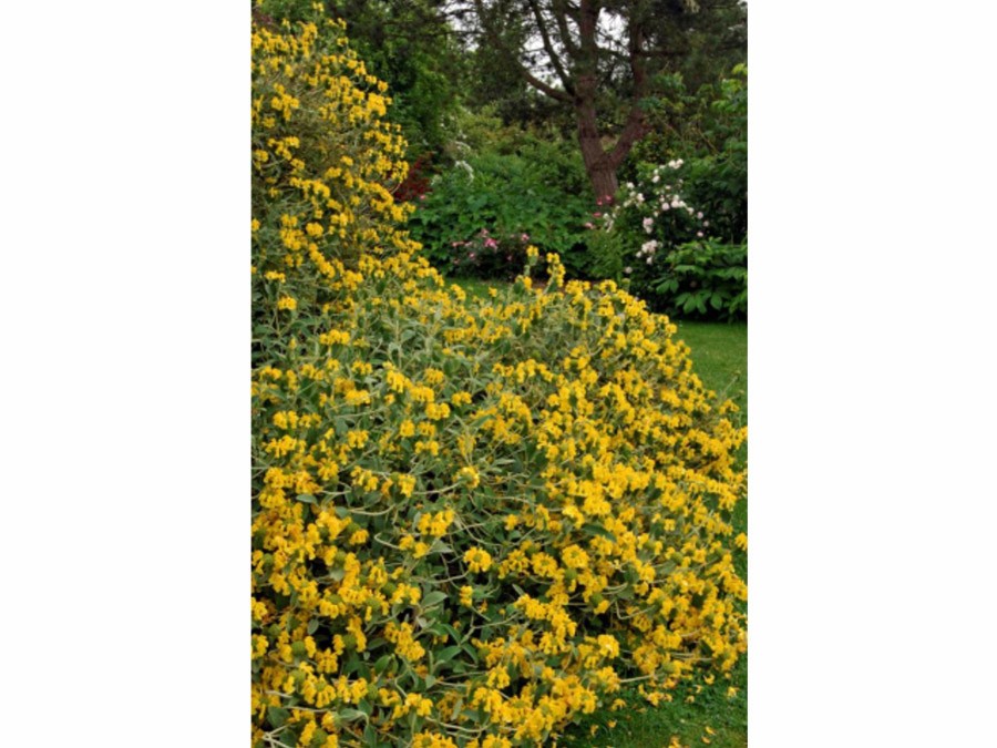 Phlomis fruticosa - Sauge de Jerusalem