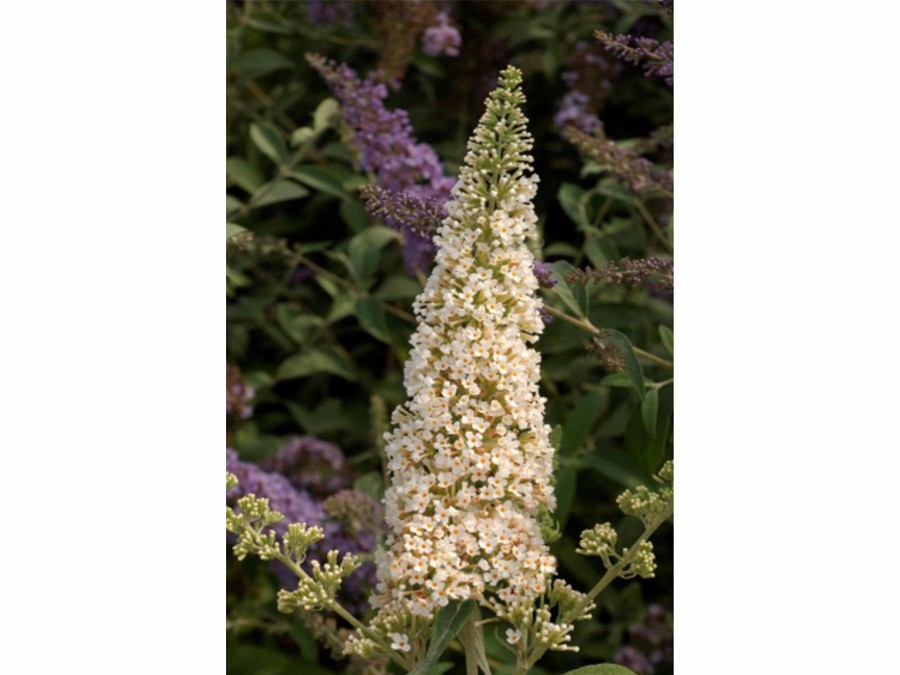 Arbre aux papillons REVE DE PAPILLON Blanc