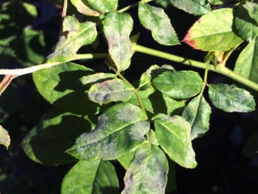 Oidium ou blanc des rosiers