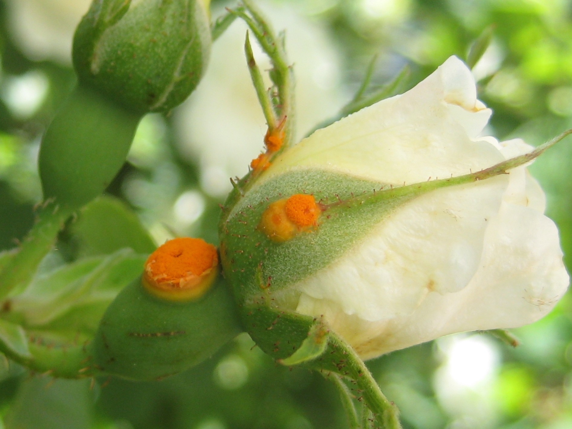 Rouille du Rosier