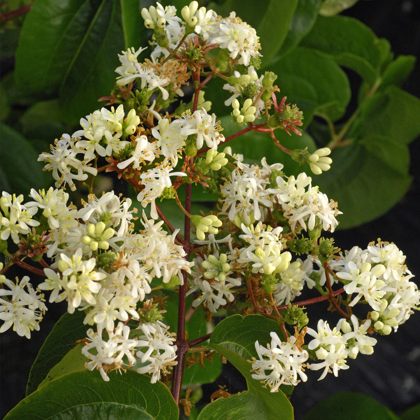 HEPTACODIUM TIANSHAN®