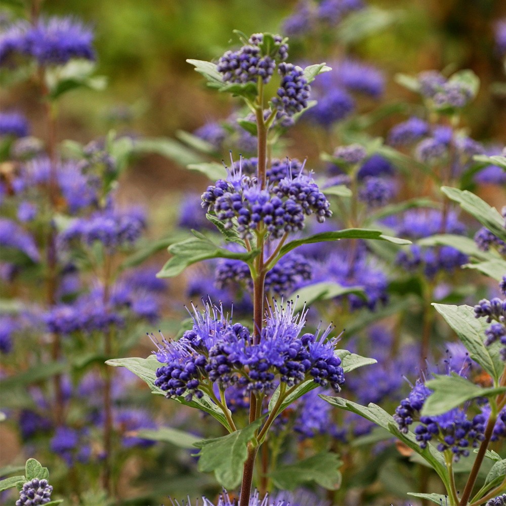 CARYOPTERIS GRAND BLEU®.jpg