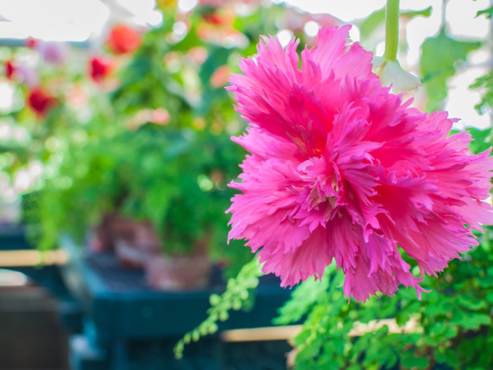 Begonia fimbriata