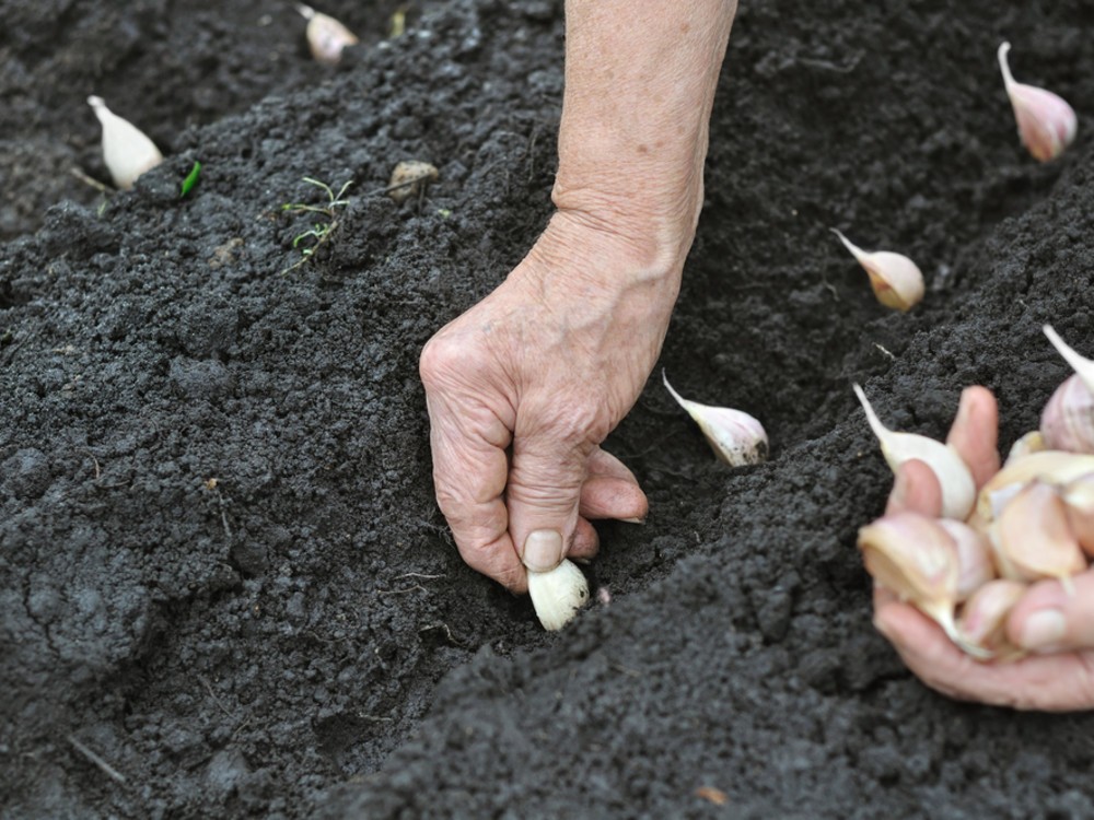 Plantation de l'ail