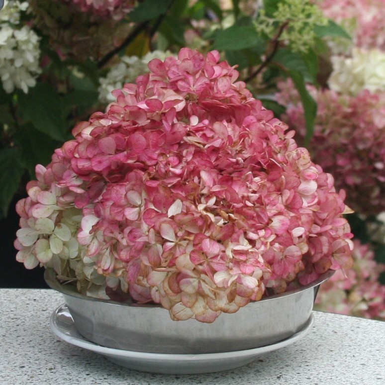 Hydrangea paniculata VANILLE FRAISE® SILENCE, ça pousse ! 