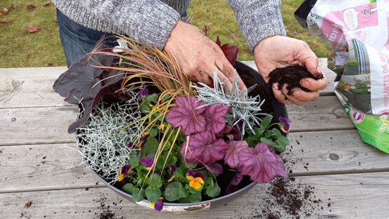 Plantez les plantes pour potée d'automne
