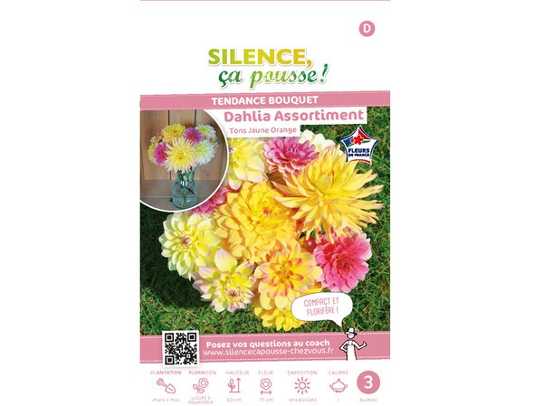 Dahlia Assortiment Tons orange
