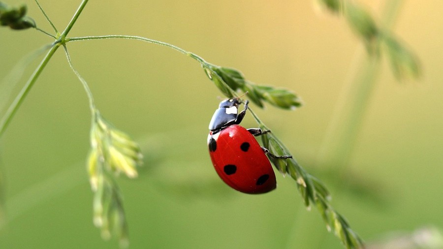 Coccinelle