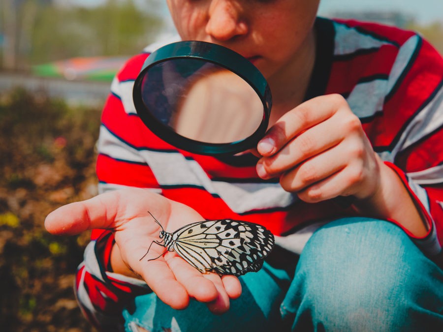 RECONNAITRE LES INSECTES AU JARDIN