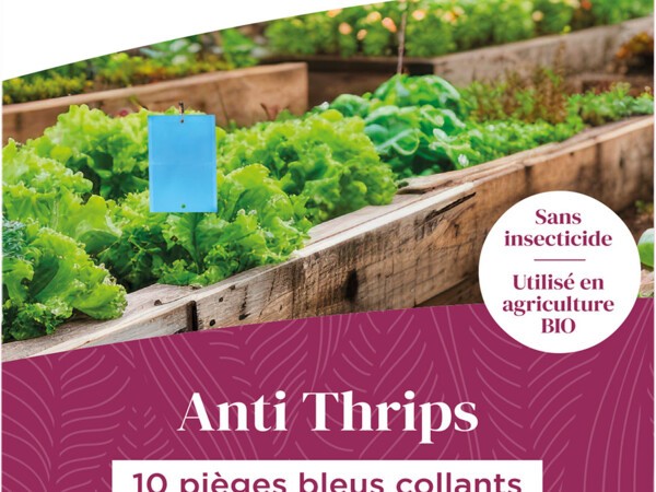 10 pièges bleus collants