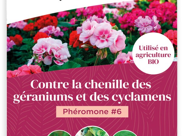 Phéromone #6 contre la chenille des géraniums et des cyclamens