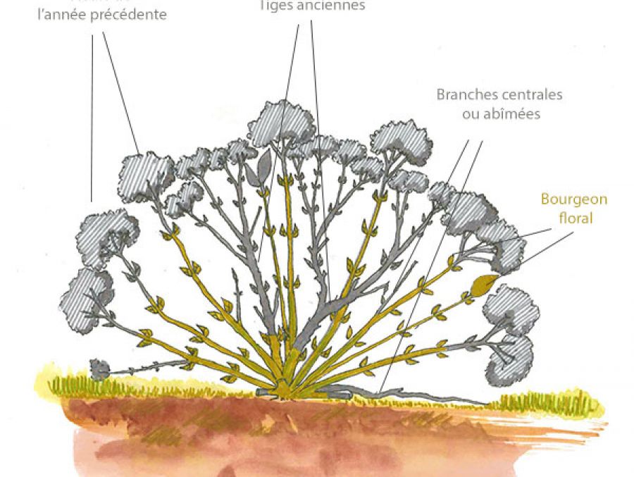 EN FÉVRIER, APRÈS LES GELÉES, ON TAILLE LES HORTENSIAS