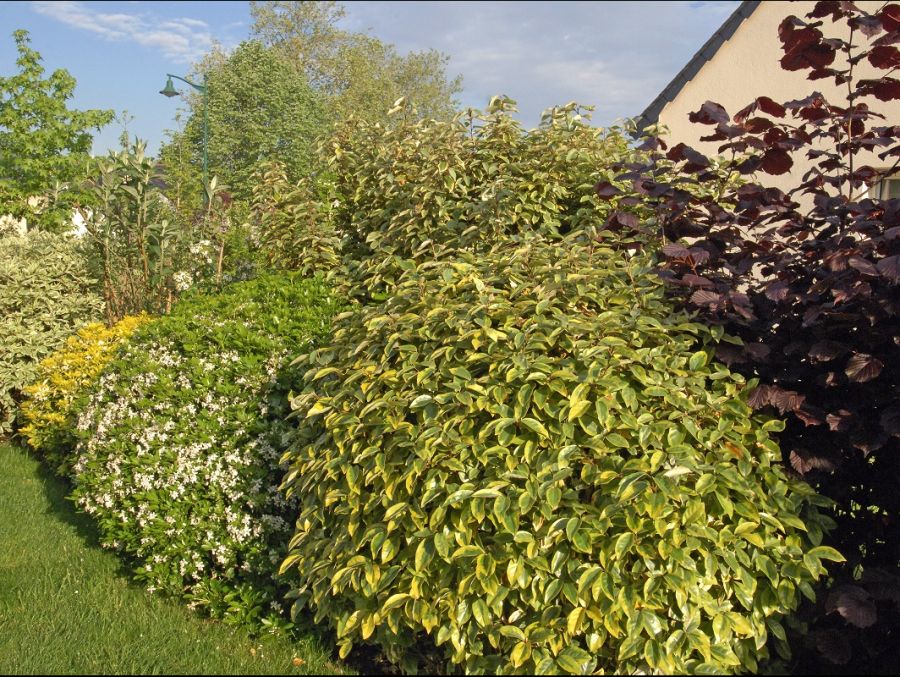 Une haie fleurie