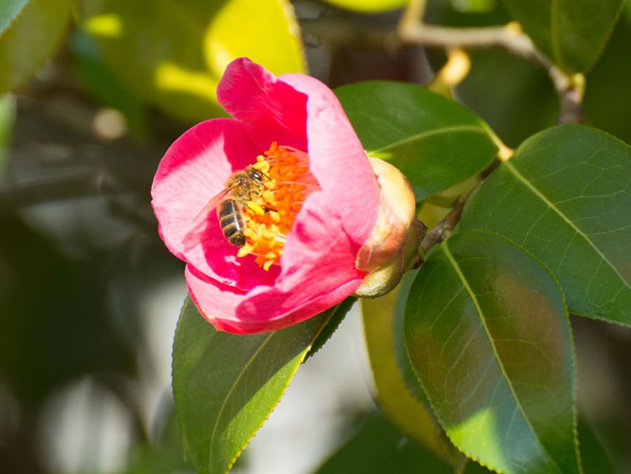 COMMENT PRÉSERVER NOS AMIS POLLINISATEURS ?