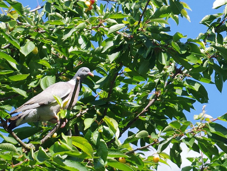 COMMENT ÉLOIGNER LES OISEAUX DES ARBRES FRUITIERS ?