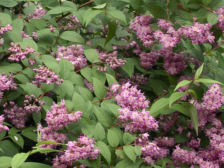 DEUTZIA TOURBILLON ROUGE