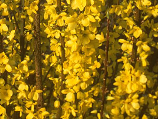 FORSYTHIA intermedia MINDOR