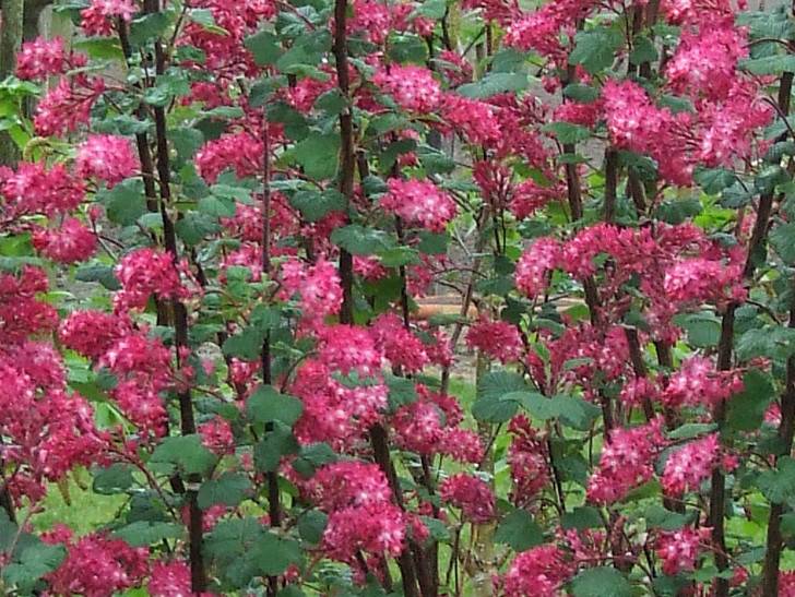 RIBES sanguineum RED BROSS