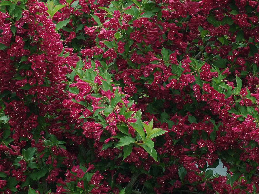 WEIGELA RED PRINCE