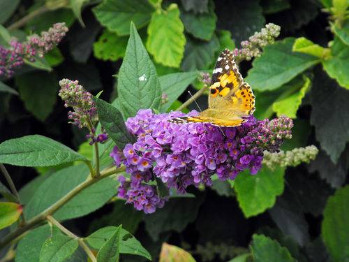 15 PLANTES INCONTOURNABLES POUR FLEURIR VOTRE ÉTÉ 