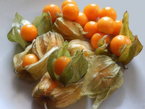 DÉCOUVREZ LE PHYSALIS, UNE PLANTE ET UN FRUIT ÉTONNANT