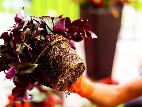 REMPOTEZ ET SURFACEZ VOS PLANTES D'INTÉRIEUR ET D'EXTÉRIEUR