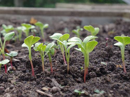 LES LÉGUMES INRATABLES AU JARDIN (OU SUR LE BALCON)