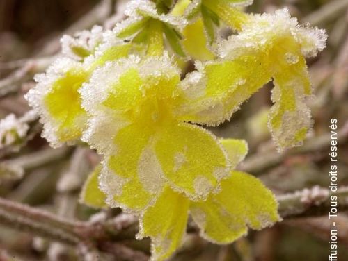 10 PLANTES REMARQUABLES QUI FLEURISSENT EN HIVER